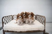 Jasper (AKC), a male Cavalier King Charles Spaniel for sale in Seymour, MO – Photo 5 of 9