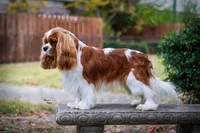 Jett (AKC), a male Cavalier King Charles Spaniel for sale in Seymour, MO – Photo 7 of 10