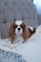 Jett (AKC), a male Cavalier King Charles Spaniel for sale in Seymour, MO – Photo 10 of 10