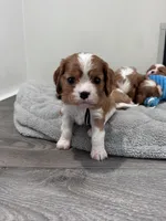 Jack, a male Cavalier King Charles Spaniel for sale in Seymour, MO – Photo 2 of 6