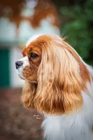 Jack (AKC), a male Cavalier King Charles Spaniel for sale in Seymour, MO – Photo 9 of 10