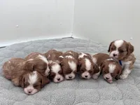 Jack, a male Cavalier King Charles Spaniel for sale in Seymour, MO – Photo 6 of 6