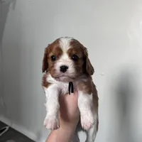 Jack (AKC), a male Cavalier King Charles Spaniel for sale in Seymour, MO – Photo 5 of 10