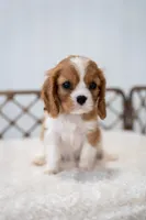Jack (AKC), a male Cavalier King Charles Spaniel for sale in Seymour, MO – Photo 1 of 10