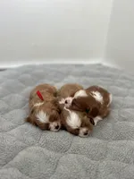 Jack, a male Cavalier King Charles Spaniel for sale in Seymour, MO – Photo 4 of 6