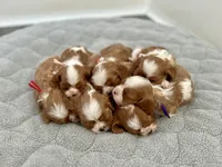 Jack, a male Cavalier King Charles Spaniel for sale in Seymour, MO – Photo 5 of 6