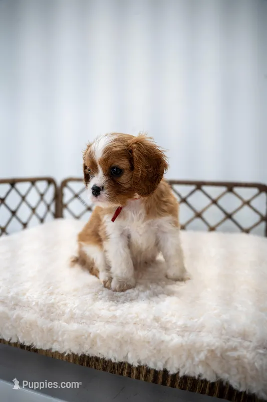 Jett (AKC) – Cavalier King Charles Spaniel puppy for sale in Seymour, MO