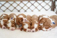 Jett (AKC), a male Cavalier King Charles Spaniel for sale in Seymour, MO – Photo 6 of 10