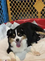Whitney, a female Miniature American Shepherd for sale in Westminster, MD – Photo 10 of 10