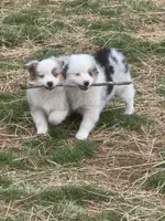 Whitney, a female Miniature American Shepherd for sale in Westminster, MD – Photo 8 of 10