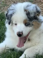 Whitney, a female Miniature American Shepherd for sale in Westminster, MD – Photo 4 of 10