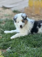 Whitney, a female Miniature American Shepherd for sale in Westminster, MD – Photo 5 of 10