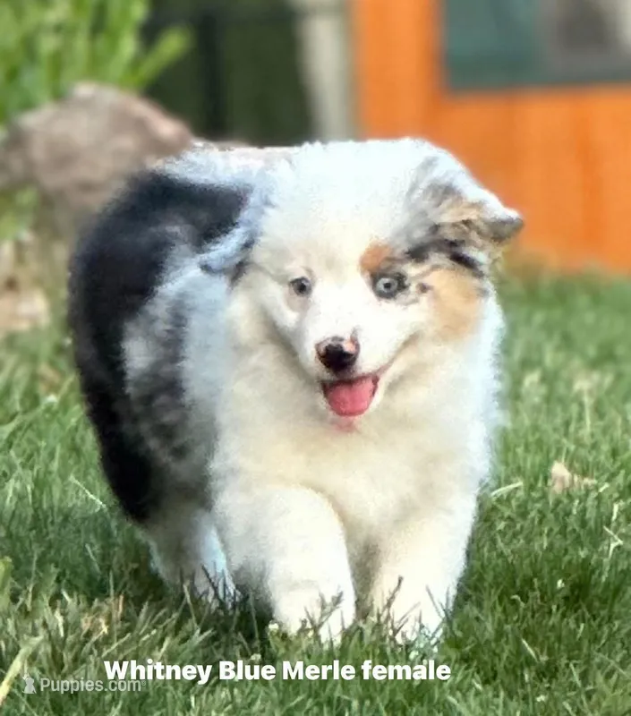 Whitney – Miniature American Shepherd puppy for sale in Westminster, MD