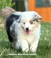 Whitney, a female Miniature American Shepherd for sale in Westminster, MD – Photo 1 of 10