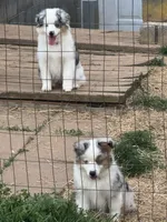 Whitney, a female Miniature American Shepherd for sale in Westminster, MD – Photo 7 of 10