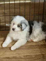 Whitney, a female Miniature American Shepherd for sale in Westminster, MD – Photo 6 of 10