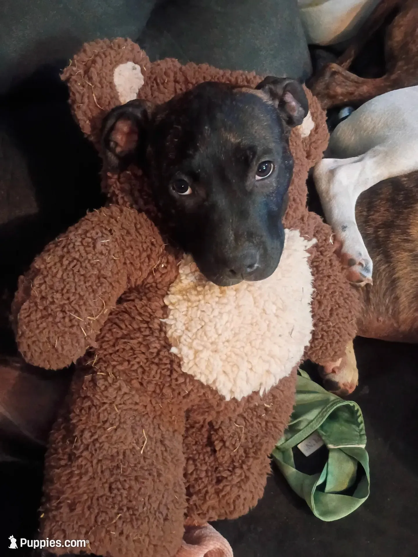 Baby, a female American Staffordshire Terrier for sale in Rochester, WA – 2 of 8