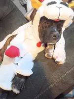 Forest , a female American Staffordshire Terrier for sale in Rochester, WA – 4 of 4