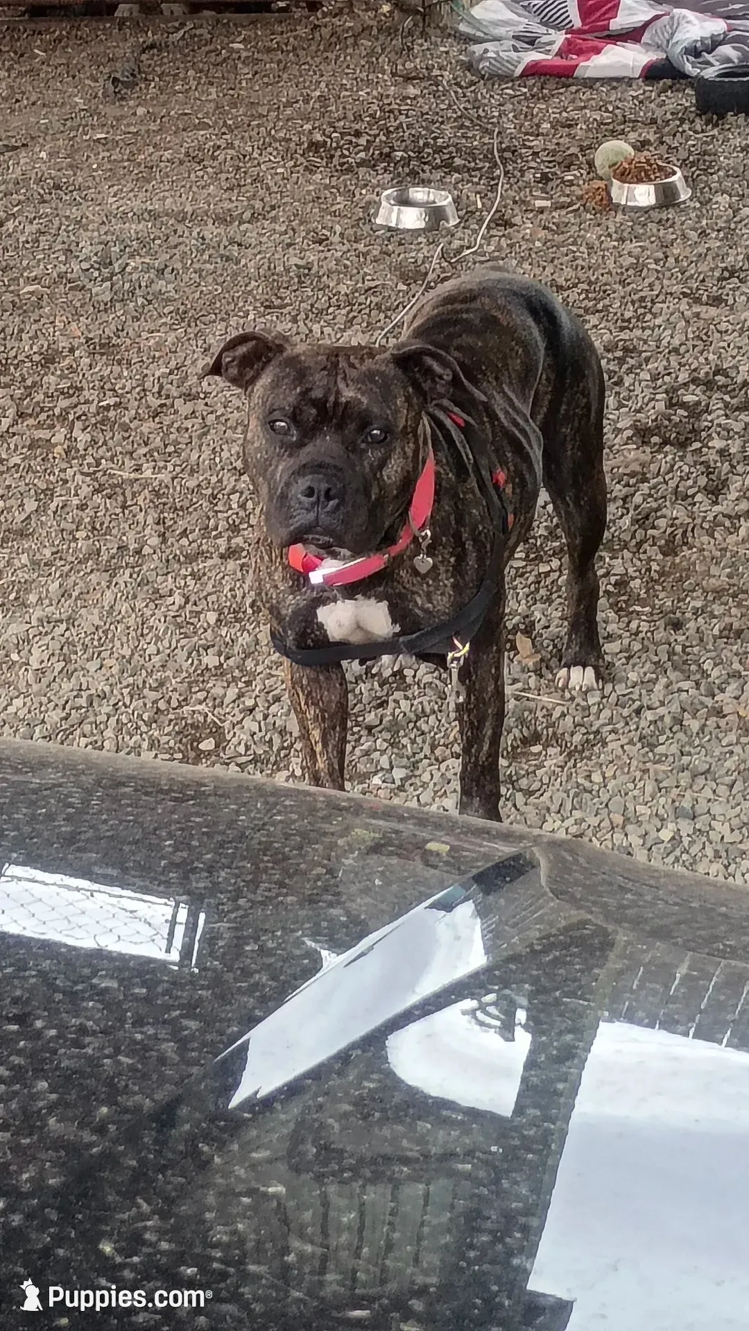 Puppy, a female American Staffordshire Terrier for sale in Rochester, WA – 4 of 10