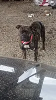 Little girl, a female American Staffordshire Terrier for sale in Rochester, WA – 10 of 10