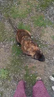 Little girl, a female American Staffordshire Terrier for sale in Rochester, WA – 3 of 10