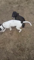 Baby, a female American Staffordshire Terrier for sale in Rochester, WA – 7 of 8