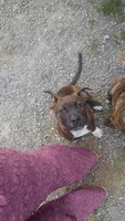 Puppy, a female American Staffordshire Terrier for sale in Rochester, WA – 6 of 10