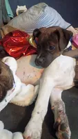 Puppy, a female American Staffordshire Terrier for sale in Rochester, WA – 9 of 10
