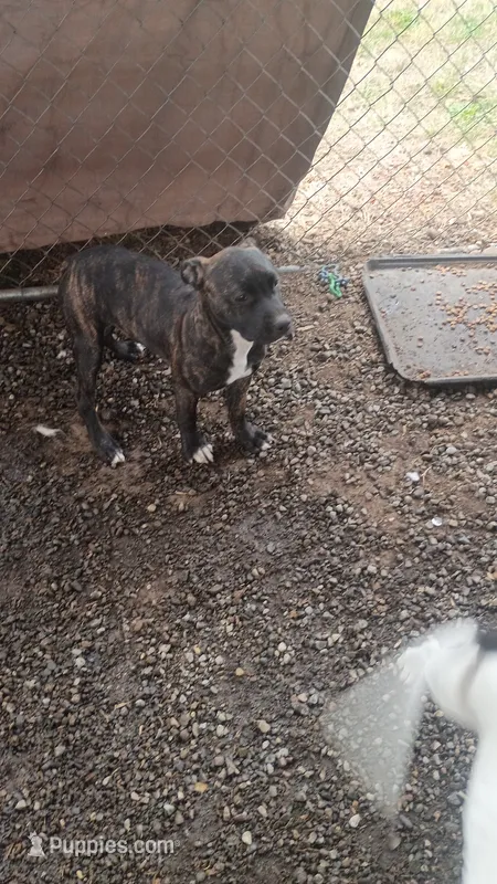 Baby – American Staffordshire Terrier puppy for sale in Rochester, WA