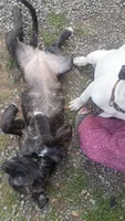 Zuzu, a female American Staffordshire Terrier for sale in Rochester, WA – 4 of 9