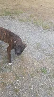 Forest , a female American Staffordshire Terrier for sale in Rochester, WA – 3 of 4