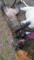 Zuzu, a female American Staffordshire Terrier for sale in Rochester, WA – 3 of 9
