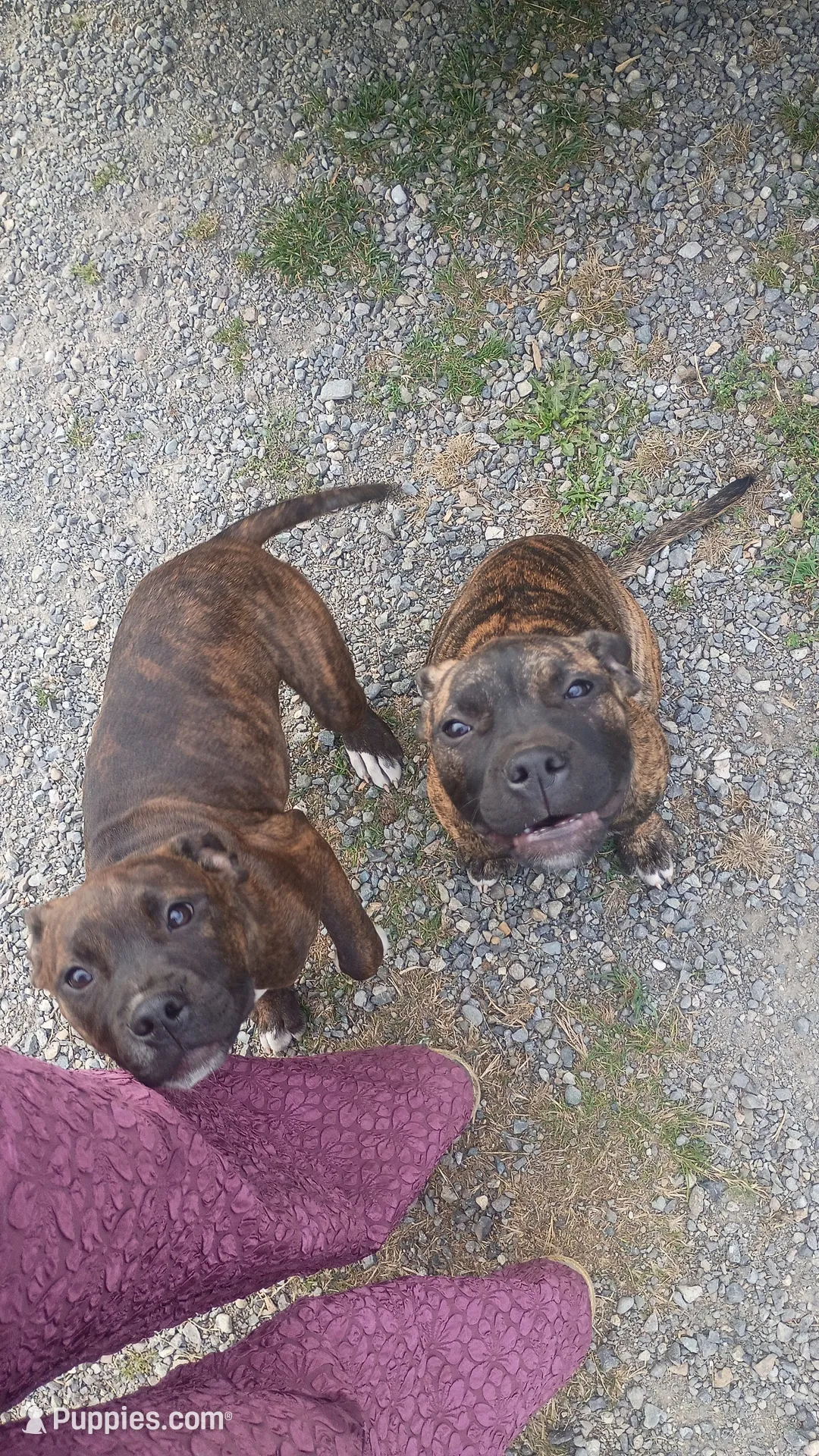 Little girl, a female American Staffordshire Terrier for sale in Rochester, WA – 2 of 10