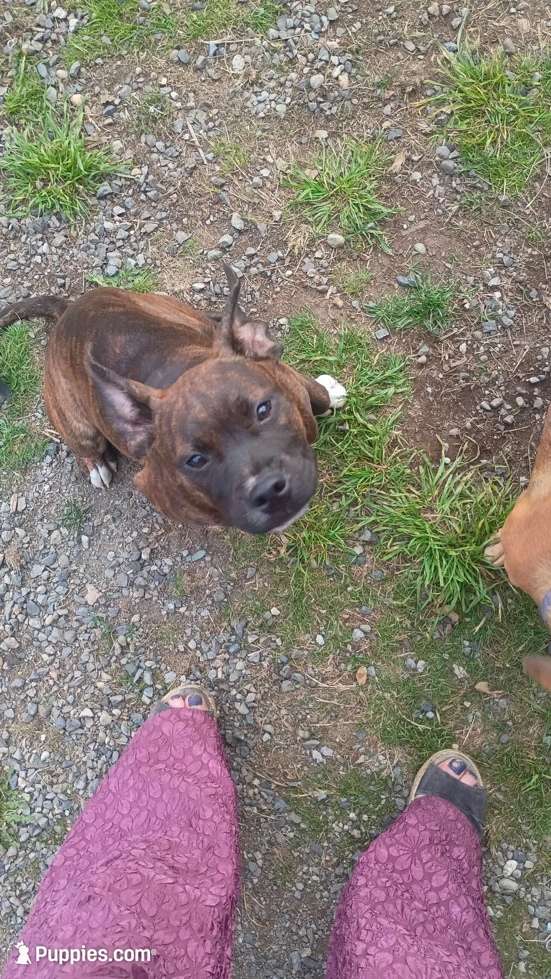 Puppy, a female American Staffordshire Terrier for sale in Rochester, WA – 1 of 10