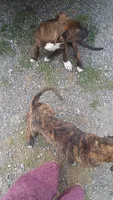 Little girl, a female American Staffordshire Terrier for sale in Rochester, WA – 5 of 10