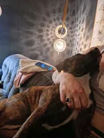 Forest , a female American Staffordshire Terrier for sale in Rochester, WA – 2 of 4