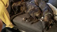 Zuzu, a female American Staffordshire Terrier for sale in Rochester, WA – 5 of 9