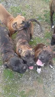 Zuzu, a female American Staffordshire Terrier for sale in Rochester, WA – 7 of 9
