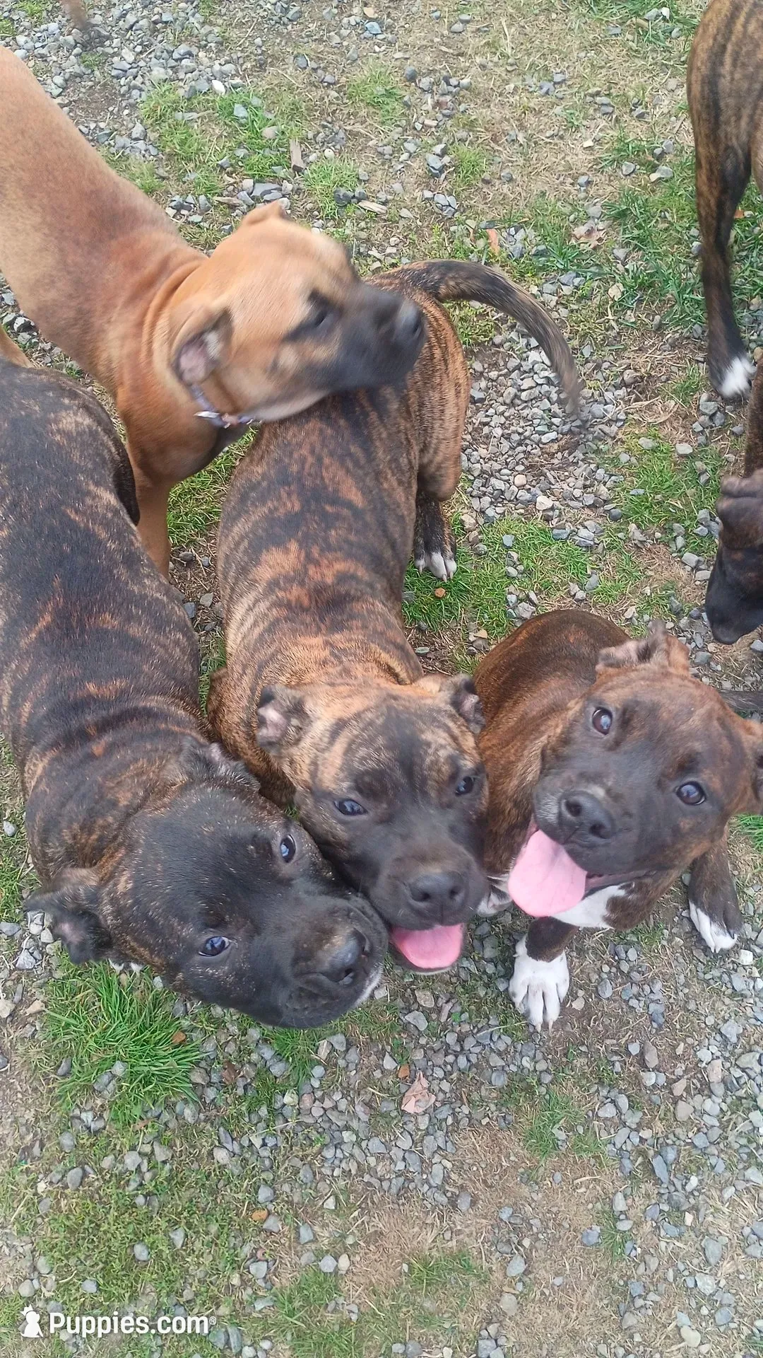 Little girl, a female American Staffordshire Terrier for sale in Rochester, WA – 4 of 10