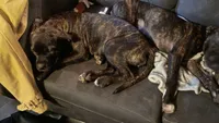 Zuzu, a female American Staffordshire Terrier for sale in Rochester, WA – 6 of 9