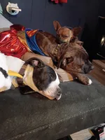 Puppy, a female American Staffordshire Terrier for sale in Rochester, WA – 2 of 10