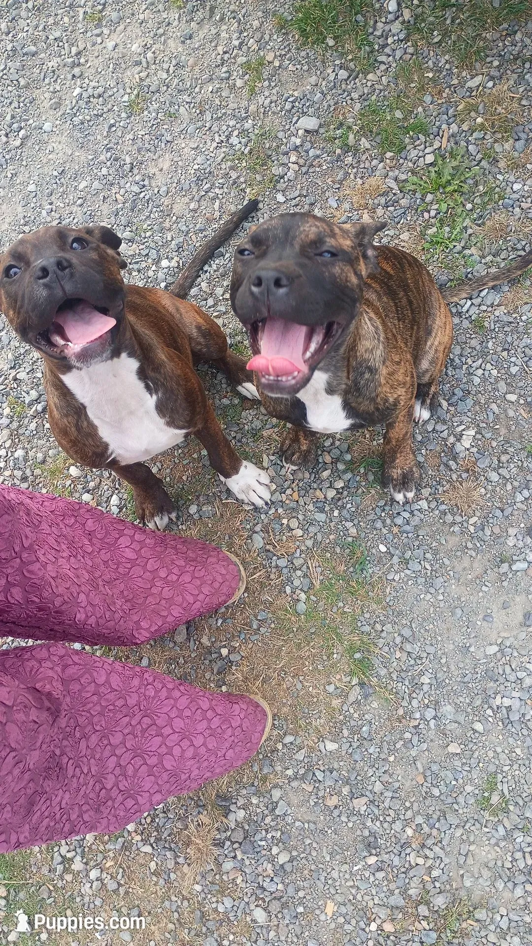 Little girl, a female American Staffordshire Terrier for sale in Rochester, WA – 6 of 10
