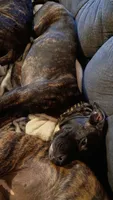 Baby, a female American Staffordshire Terrier for sale in Rochester, WA – 4 of 8