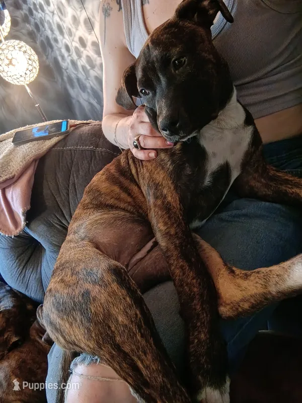 Forest  – American Staffordshire Terrier puppy for sale in Rochester, WA