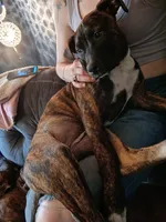 Forest , a female American Staffordshire Terrier for sale in Rochester, WA – 1 of 4