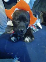 Zuzu, a female American Staffordshire Terrier for sale in Rochester, WA – 1 of 9