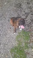 Puppy, a female American Staffordshire Terrier for sale in Rochester, WA – 5 of 10