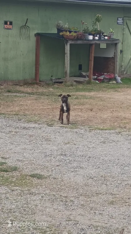 Little girl – American Staffordshire Terrier puppy for sale in Rochester, WA