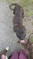 Zuzu, a female American Staffordshire Terrier for sale in Rochester, WA – 8 of 9