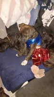 Puppy, a female American Staffordshire Terrier for sale in Rochester, WA – 3 of 10